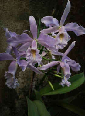 番茄雅韵堂C. maxima coerulea Hector 蓝色马克西马原种卡特兰花