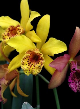 番茄雅韵堂Rby. Copper Queen 'H&R'库珀皇后卡特兰花洋兰