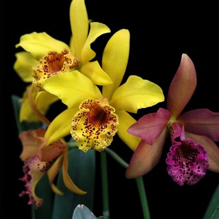 H&R Queen 库珀皇后卡特兰花洋兰 Copper 番茄雅韵堂Rby.