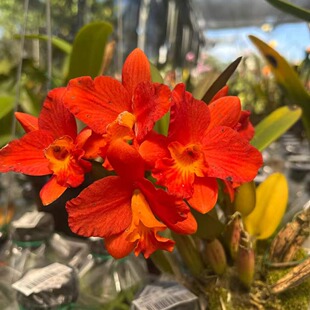 番茄雅韵堂Rth.Chief Glory ‘Red Ant’红蚂蚁中矮卡特兰花洋兰