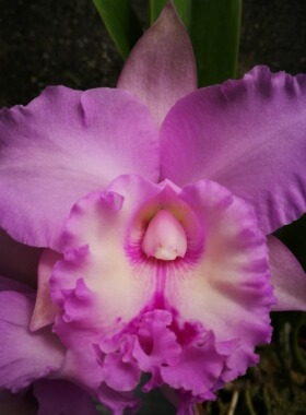 番茄雅韵堂Rlc.Chief Pink 'Diana'戴安娜中矮大花浓香卡特兰花