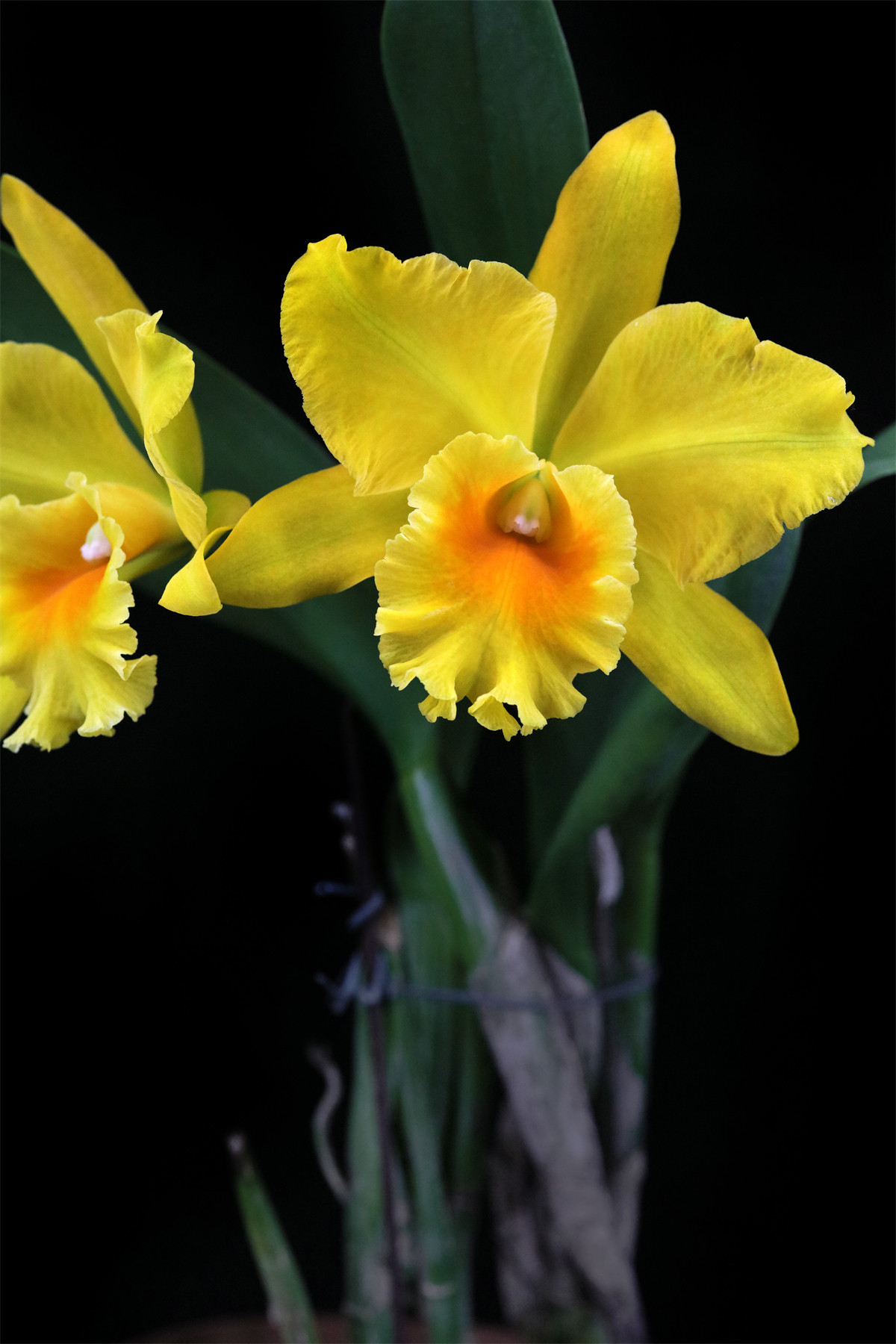 haw yuan gold永康2号兰花大花卡特兰花洋兰浓香