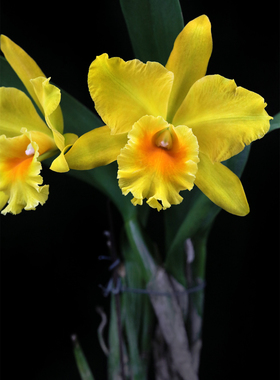 番茄雅韵堂Rlc. Haw Yuan Gold永康2号兰花大花卡特兰花洋兰浓香