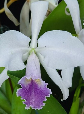 番茄雅韵堂c.gaskelliana‘Especia Azul’蓝色香薰嘎斯卡特兰花