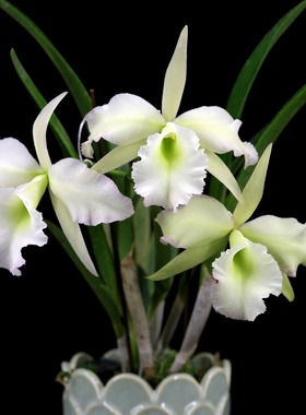 番茄雅韵堂Rby.Vigour Airbyana‘Green boy’绿男孩卡特兰花洋兰