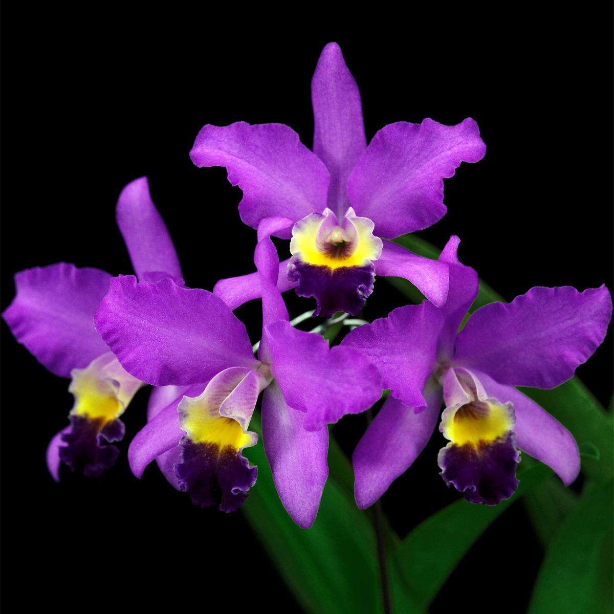 番茄雅韵堂C.（rupestris X walkeriana X Tiny Treasure）男二号,鲜花速递/花卉仿真/绿植园艺,国兰/杂交兰/洋兰类,淘宝优惠券,粉丝福利购,淘宝优惠卷