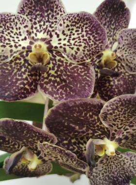 番茄雅韵堂V. Black Gordon黑色戈登大花万代兰阳台花园包邮兰花