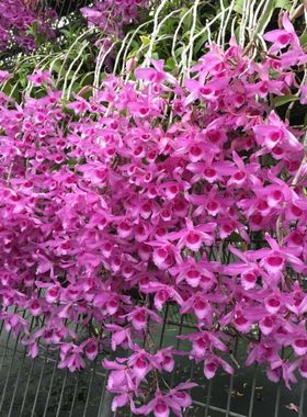 大组壮苗顺丰包邮番茄雅韵堂Den. Adastra 红玫瑰 石斛兰洋兰花