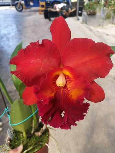 番茄雅韵堂Rlc. Nakorn Chaisri Red曼谷红太阳卡特兰花洋兰