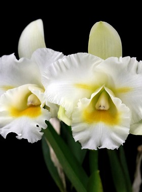 番茄雅韵堂Rlc.IslandCharm'OC'梦幻多花性卡特兰花洋兰