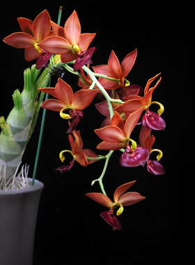 番茄雅韵堂Cyc. Taiwan Gold 'Taiwan Orange'橘红天鹅兰花洋兰