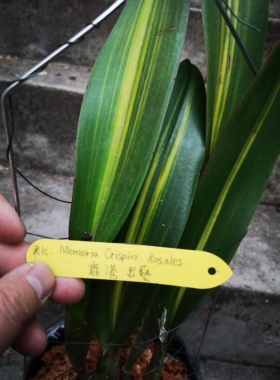 番茄雅韵堂顺丰包邮Rlc. Mem Crispin Rosales鹿港锦’叶艺卡特兰