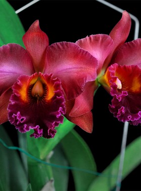 番茄雅韵堂Rlc. Nakornchaisri Red'红木瓜浓香大花卡特兰洋兰花