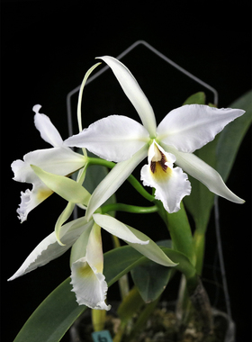 番茄雅韵堂c.labiata fma albino‘1#’特殊唇白拉比原种卡特兰花