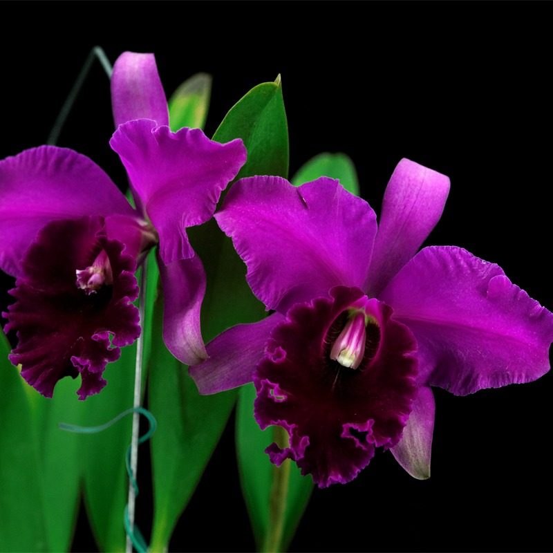 雅韵堂兰花阳台包邮浓香卡特兰