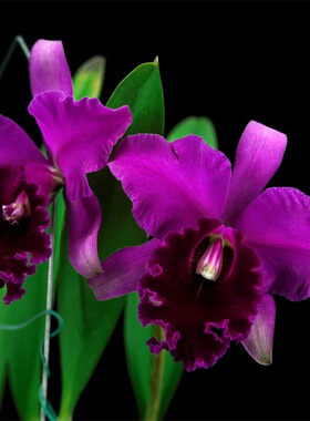 番茄雅韵堂Rlc. Duh's Beauty‘柔漫’大花卡特兰洋兰兰花浓香