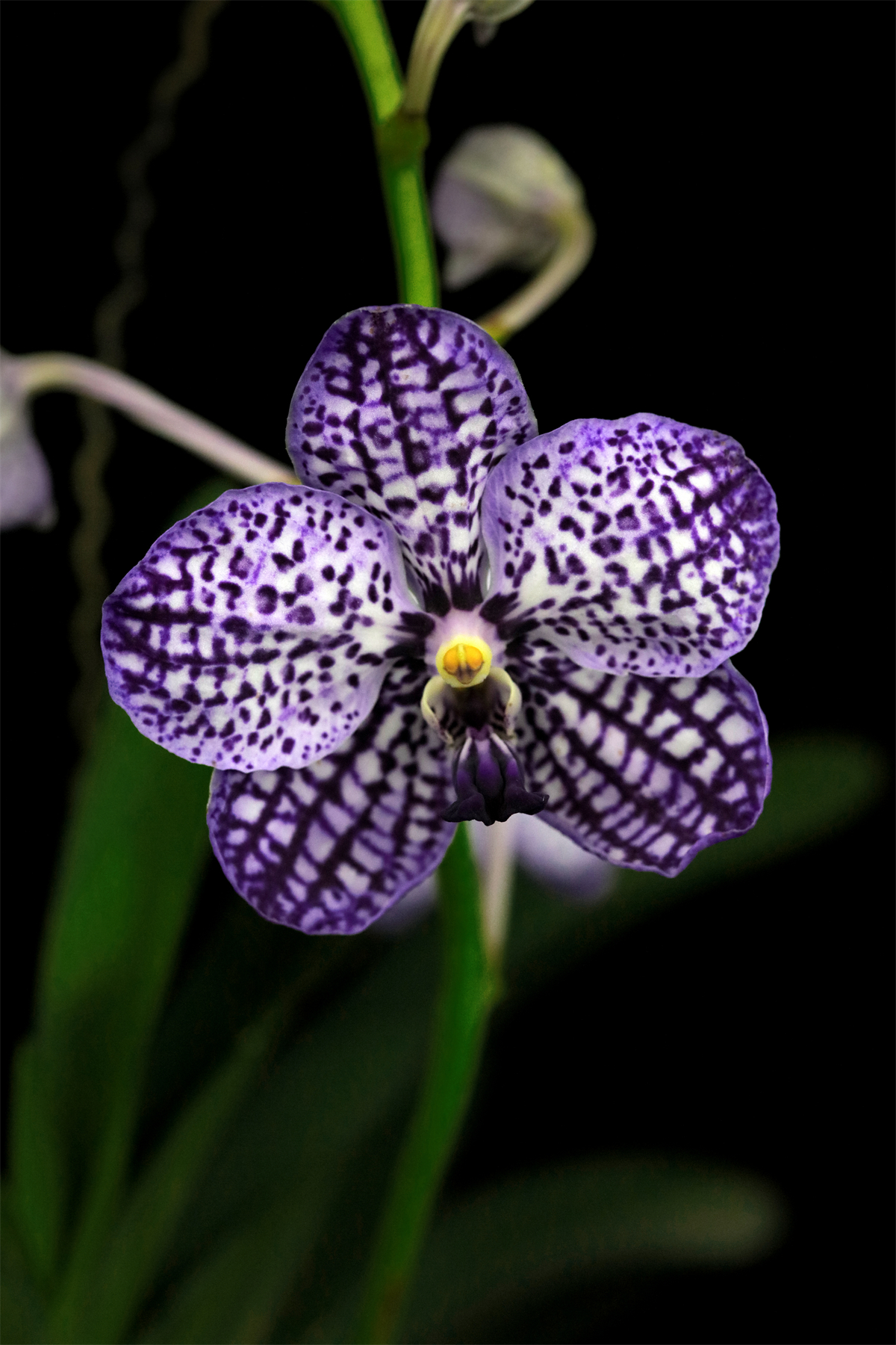 chulee blue秋丽大花万代兰阳台花园包邮洋兰花