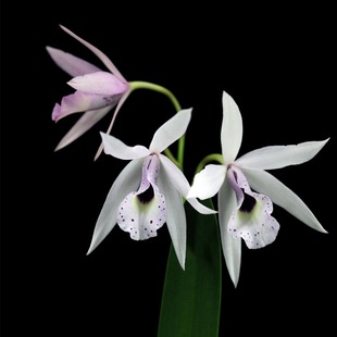 番茄雅韵堂 Bc. Petite Stars 四季樱花卡特兰四季开花兰花白拉索