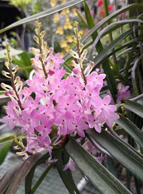 番茄雅韵堂Vanda christensonianum 粉克丽斯汀兰洋兰兰花
