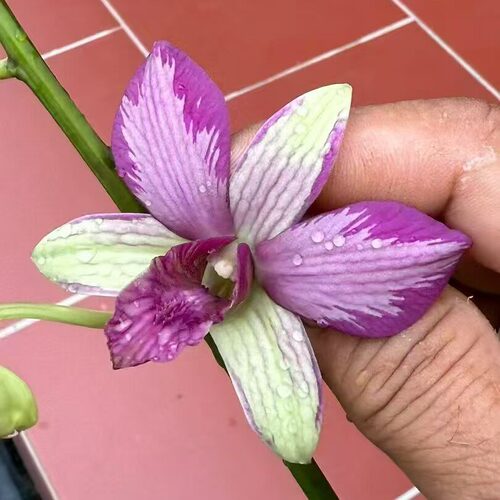 番茄雅韵堂阳台多花性泼墨石斛兰