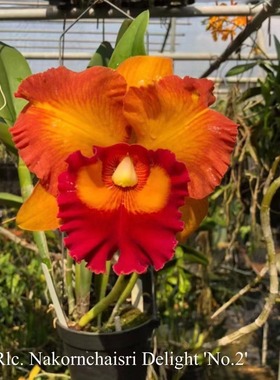 番茄雅韵堂Rlc. Nakornchaisri Delight泰国2号大花卡特兰兰花香