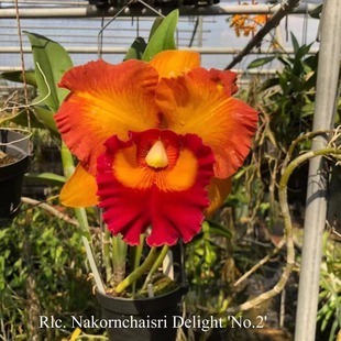 番茄雅韵堂Rlc. Delight泰国2号大花卡特兰兰花香 Nakornchaisri