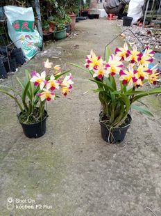 Wen 番茄雅韵堂Lc.Candy Rth.Tzeng Free圣光卡特兰花 Strip