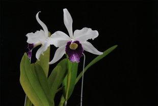 番茄雅韵堂C. purpurata var. aco‘601’钢铁蓝婆婆原种卡特兰