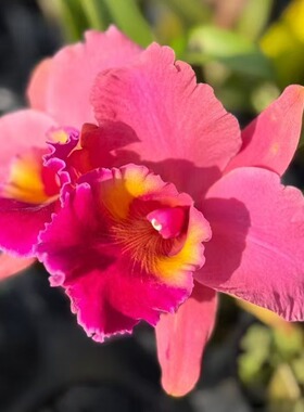 番茄雅韵堂Rlc.Duh's Brave杜氏迷漫0209F卡特兰兰花