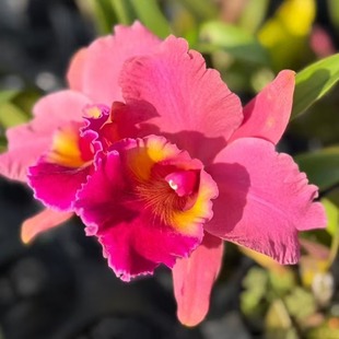 番茄雅韵堂Rlc.Duh Brave杜氏迷漫0209F卡特兰兰花