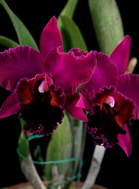 番茄雅韵堂Rlc.Oconee‘Mendenhall’（OG）门登霍尔卡特兰花洋兰