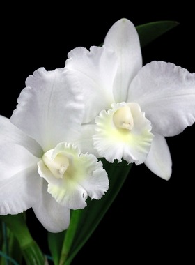 番茄雅韵堂 C.Chian-Tzy Max Tina‘Takahi Snowy净雪卡特兰花香