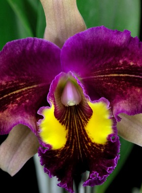 番茄雅韵堂Rlc.Yuan Dung Peacock圆东孔雀卡特兰花洋兰