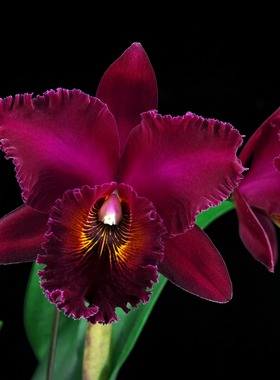 番茄雅韵堂lc. Chia Lin ‘New City’ 新市浓香大花卡特兰花洋兰