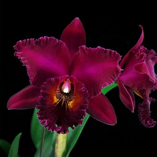 City’ 番茄雅韵堂lc. ‘New Lin 新市浓香大花卡特兰花洋兰 Chia