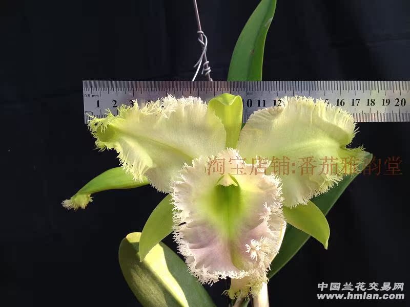 雅韵堂兰花阳台包邮大花卡特兰