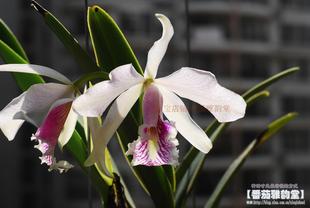 番茄雅韵堂maxima var s/a 'La pedrena' 半白马克西马原种卡特兰