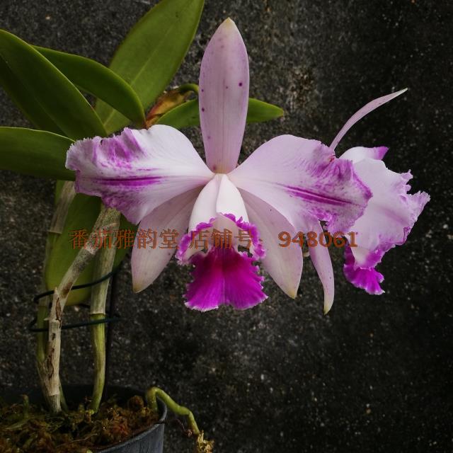 顺丰包邮Rlc. intermedia var.flamea‘中线英特’卡特兰花洋兰