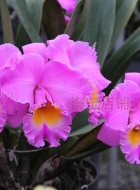 顺丰包邮Rlc. Triumphal Coronation Seto香妃大花卡特兰花洋兰