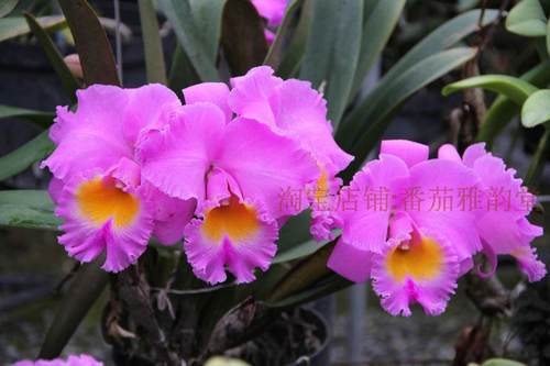 顺丰包邮Rlc. Triumphal Coronation Seto香妃大花卡特兰花洋兰