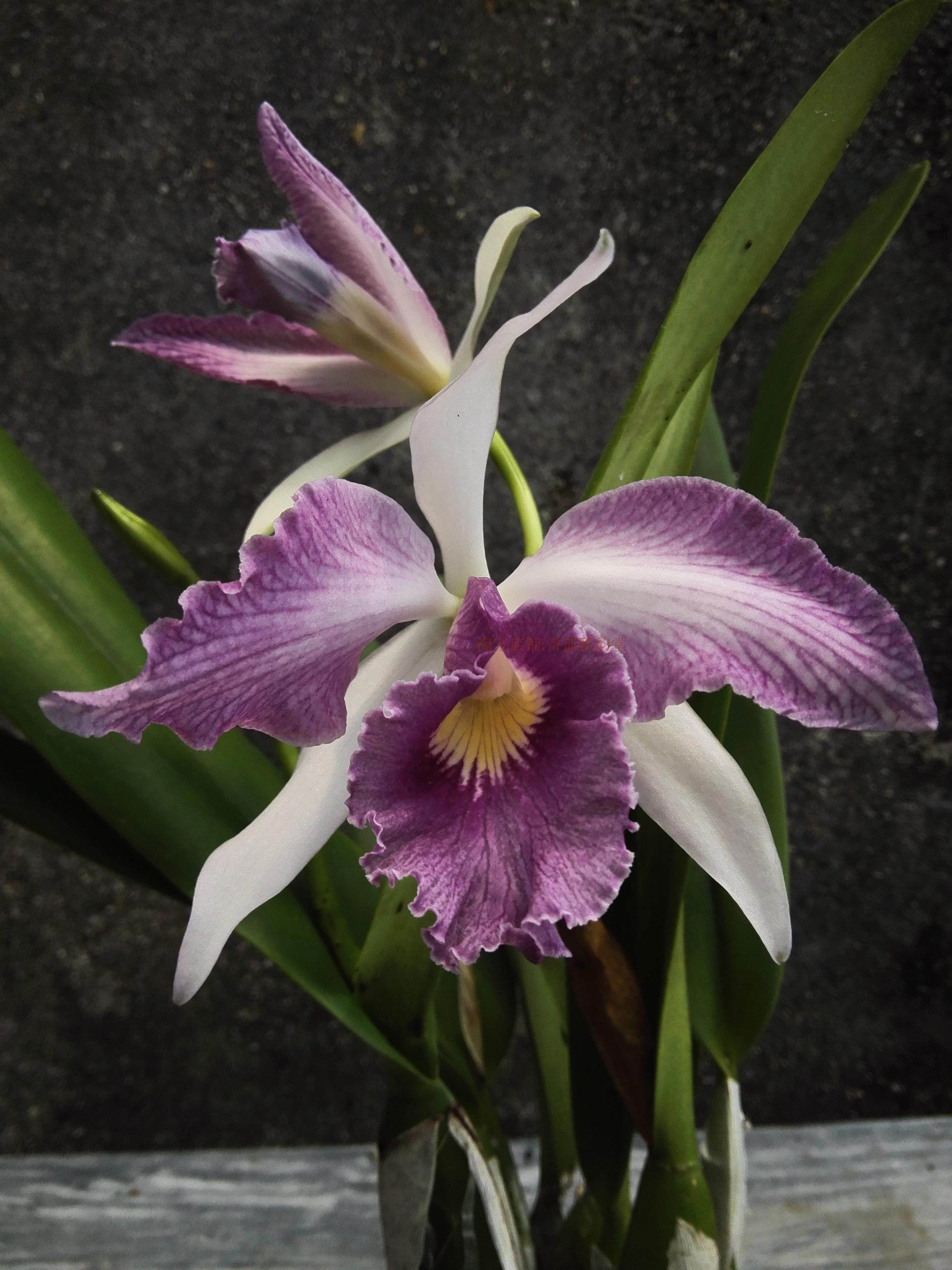 番茄雅韵堂C. Canhamiana  'Azure Sky'水波纹蓝色大花卡特兰花,鲜花速递/花卉仿真/绿植园艺,国兰/杂交兰/洋兰类,淘宝优惠券,粉丝福利购,淘宝优惠卷