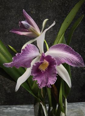 番茄雅韵堂C. Canhamiana  'Azure Sky'水波纹蓝色大花卡特兰花