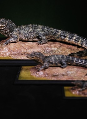 APHID STUDIO 地球脉动-扬子鳄收藏级雕像