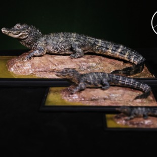 APHID STUDIO 地球脉动-扬子鳄收藏级雕像