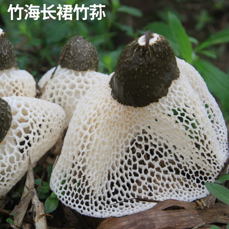 长裙竹荪无硫特级原生态100g