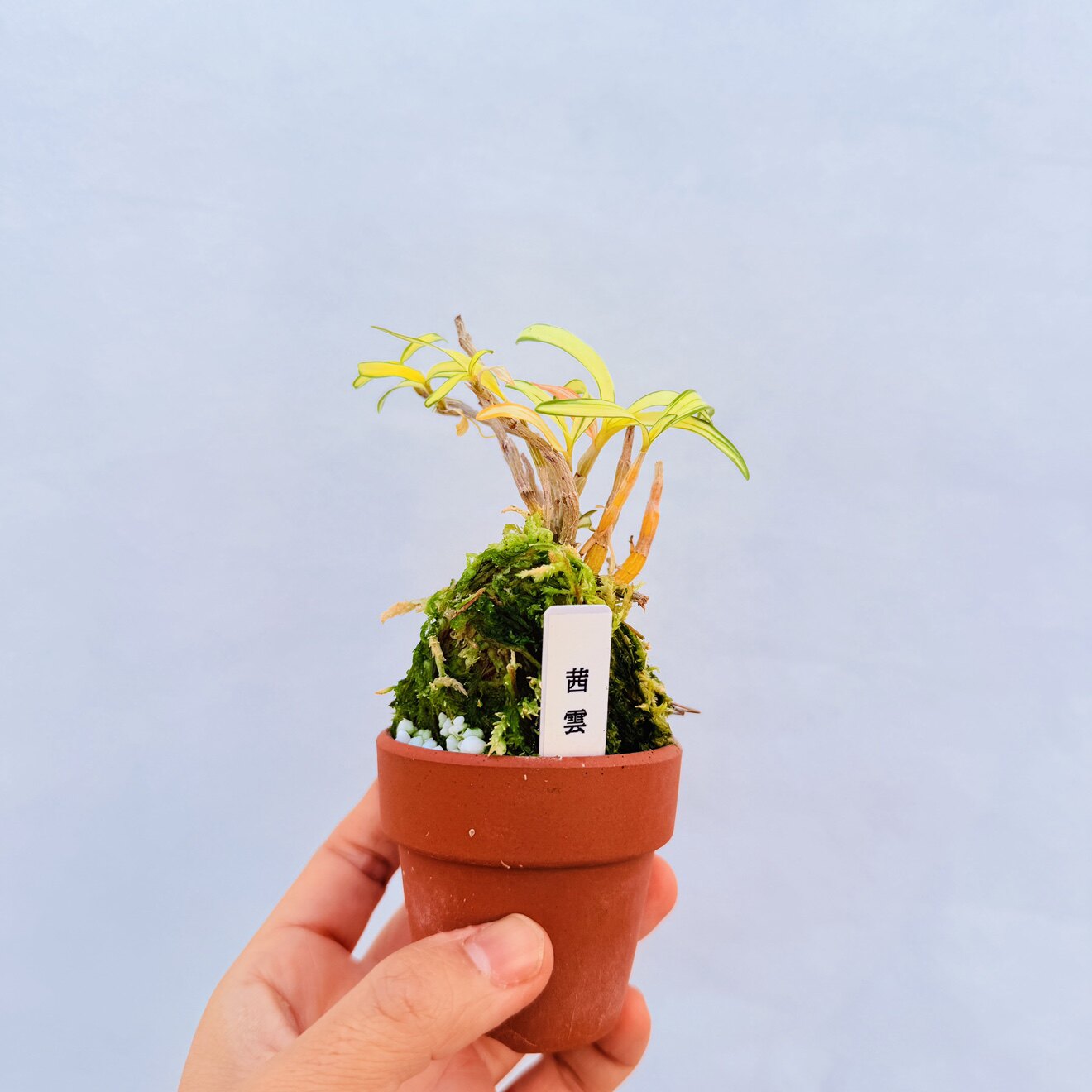 中国记忆盆景茜云长生兰石斛变异品种进口现货