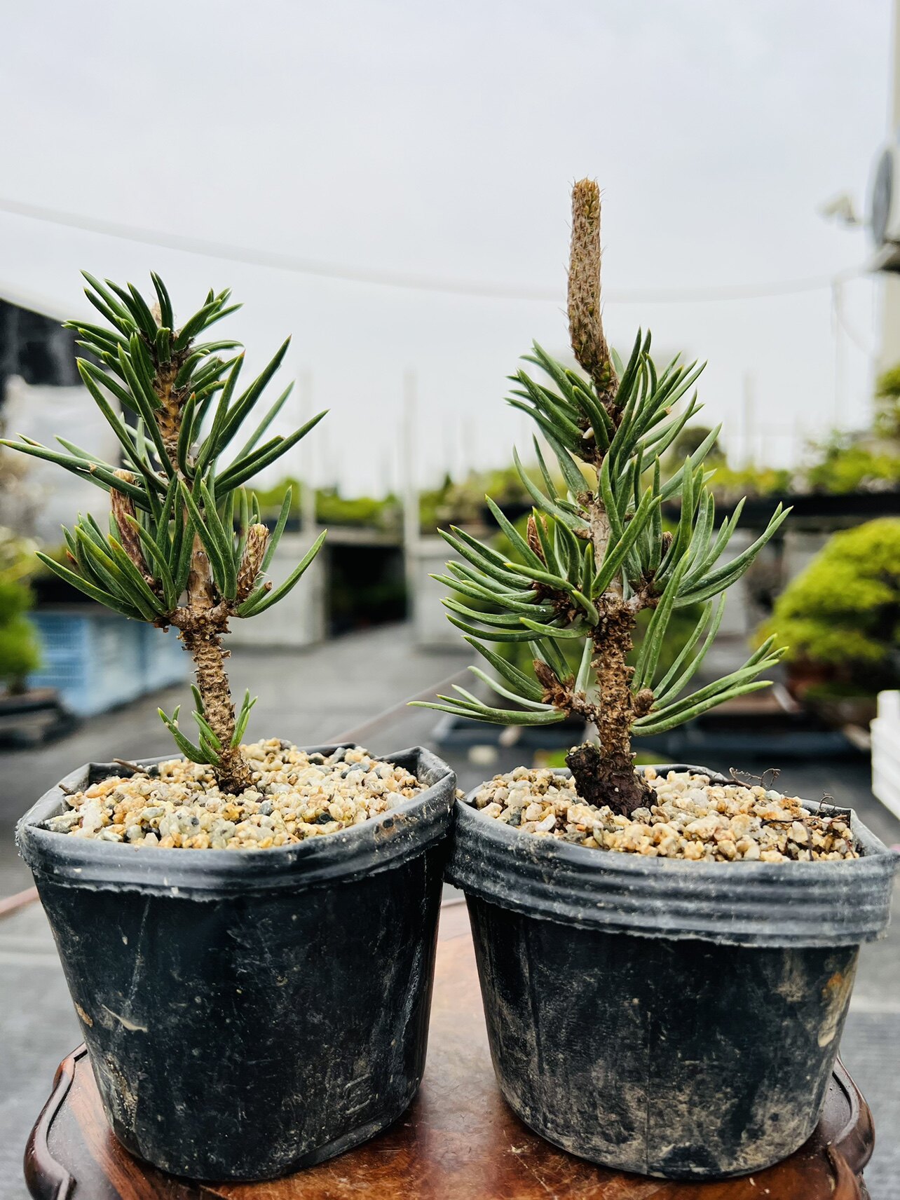中国记忆寸稍苗原土原盆日本进口嫁接松树盆景盆栽绿植