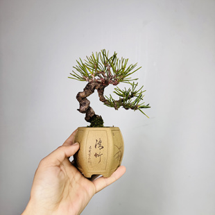 中国记忆盆景三河黑松紫砂花盆刻绘小盆手工盆景盆六方形宫灯盆