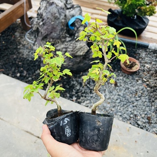 中国记忆绿植日本唐枫三角枫杂木带弯小品盆栽微型盆景进口现货