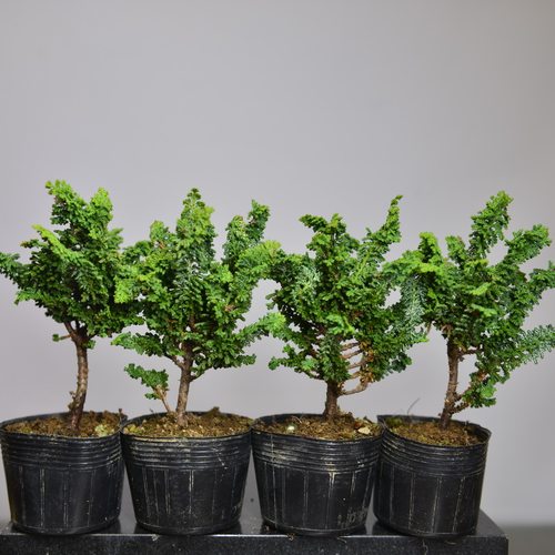 桧石化销量排行榜-桧石化品牌热度排名- 小麦优选